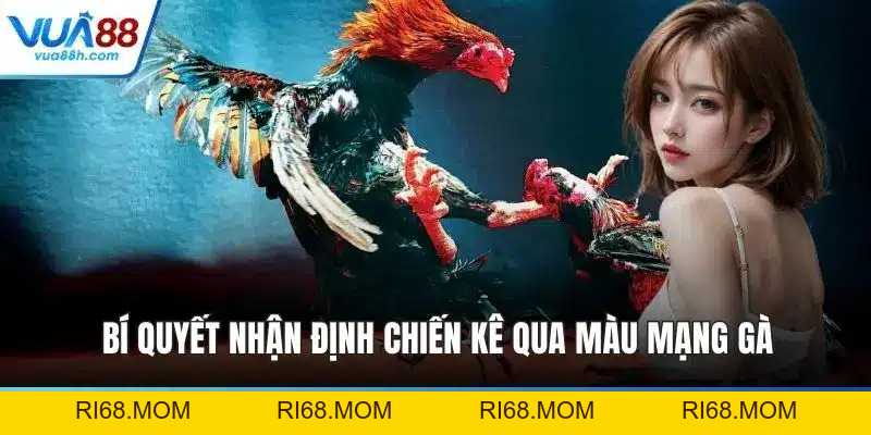 Đá Gà C1 - Siêu Kinh Điển Tại Đấu Trường Thomo Uy Tín