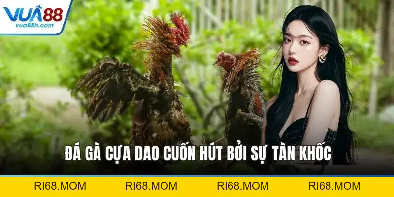 Đá Gà VUA88 Trực Tiếp Kịch Tính Với Sân Chơi Đỉnh Cao