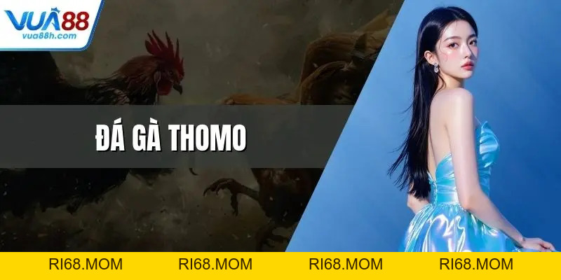 Đá Gà Thomo Trực Tiếp Kịch Tính Bùng Nổ Cảm Xúc