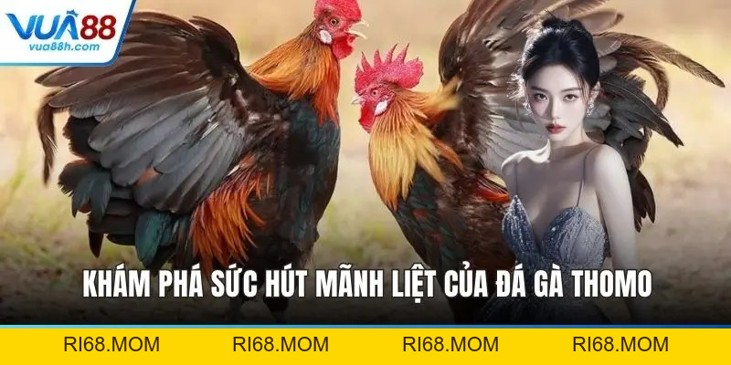 Đá Gà Thomo Trực Tiếp Kịch Tính Bùng Nổ Cảm Xúc