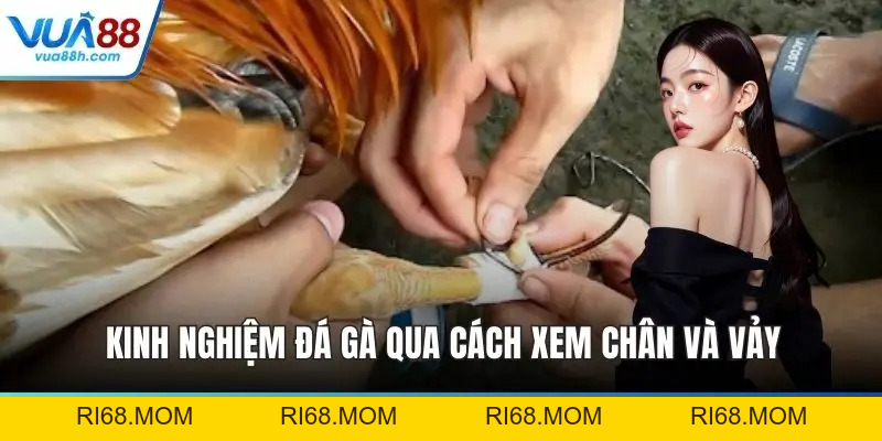 Đá Gà VUA88 Trực Tiếp Kịch Tính Với Sân Chơi Đỉnh Cao