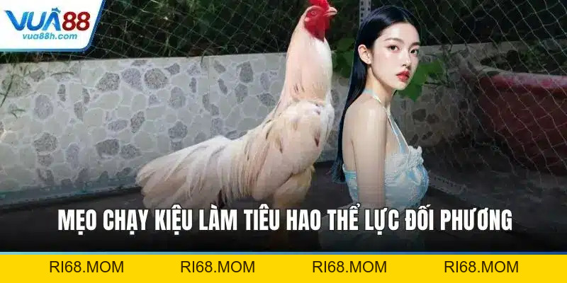Gà Chọi Tiêu Phong - Chiến Kê Dũng Mãnh Huyền Thoại