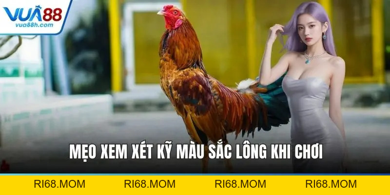 Đá Gà Thomo Trực Tiếp Kịch Tính Bùng Nổ Cảm Xúc