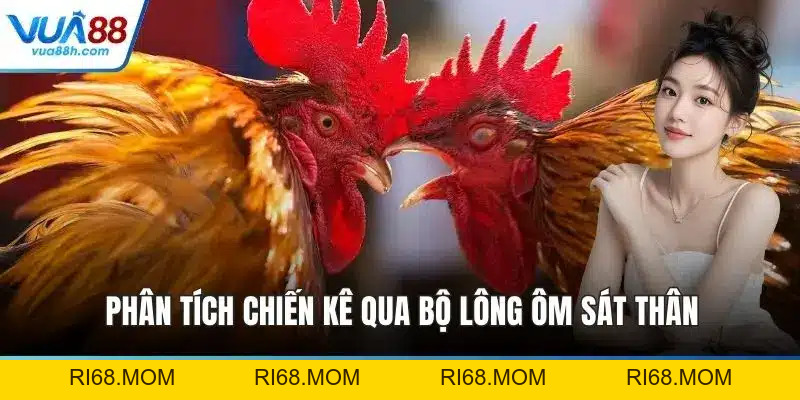 Gà Chọi Tiêu Phong - Chiến Kê Dũng Mãnh Huyền Thoại