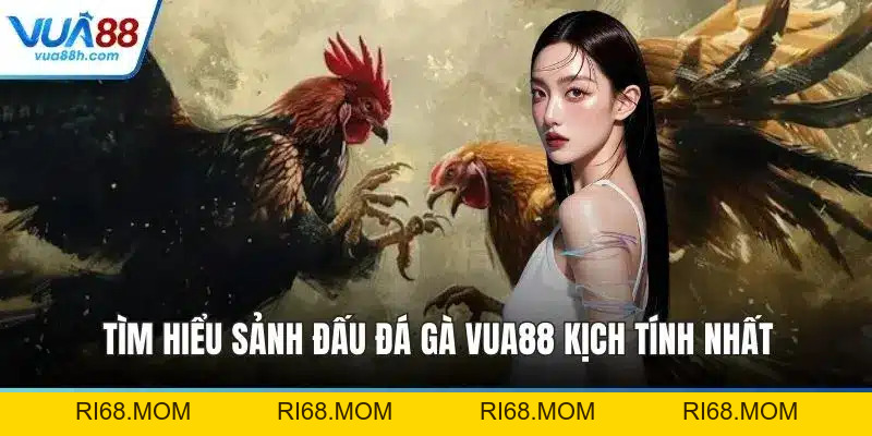 Đá Gà VUA88 Trực Tiếp Kịch Tính Với Sân Chơi Đỉnh Cao