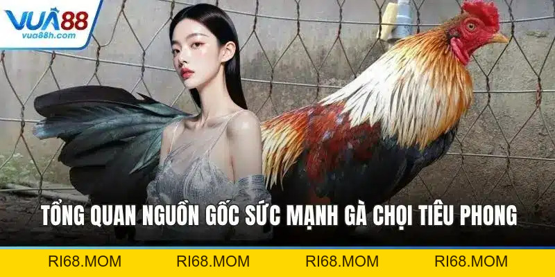 Gà Chọi Tiêu Phong - Chiến Kê Dũng Mãnh Huyền Thoại