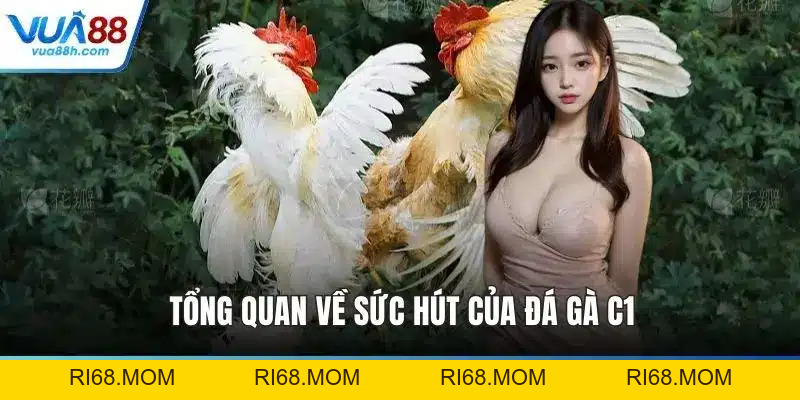 Đá Gà C1 - Siêu Kinh Điển Tại Đấu Trường Thomo Uy Tín